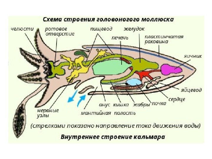 Моллюски внутренний скелет. Пищеварительная система кальмара. Головоногие моллюски строение кальмар. Головоногие схема строения. Схема строения головоногого моллюска.