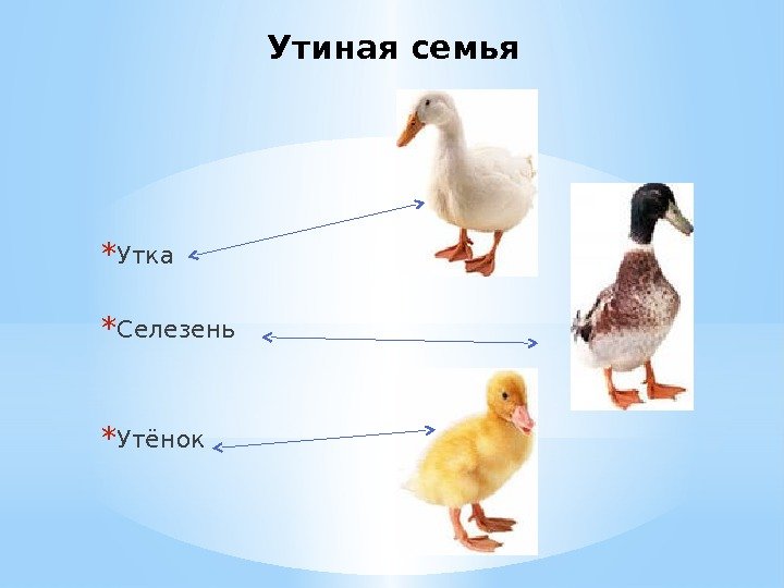 Презентация домашние птицы и их детеныши со звуком