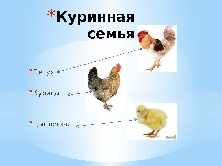 Как определить цыплят кур петух. Петух курица цыпленок. Цыпленок петух или курица. Цыплята петушок или Курочка. Презентация петух и куры.