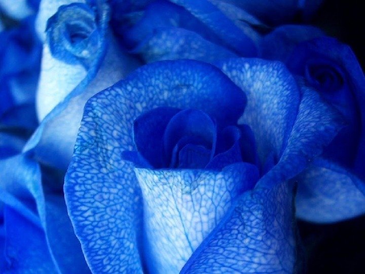Какого цвета судьба. Голубые розы Сантори. Розы на голубом фоне.