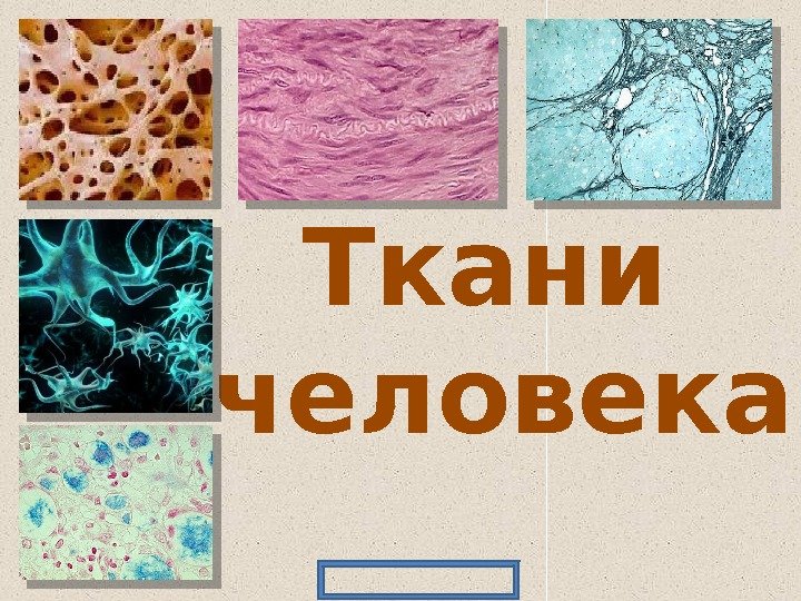 Изображение тканей человека