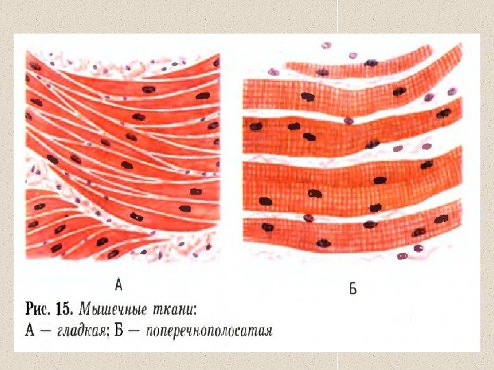 Поперечнополосатая мышечная ткань схема