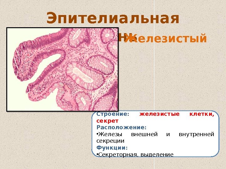 Почему в процессе эволюции возникли разные группы клеток и тканей