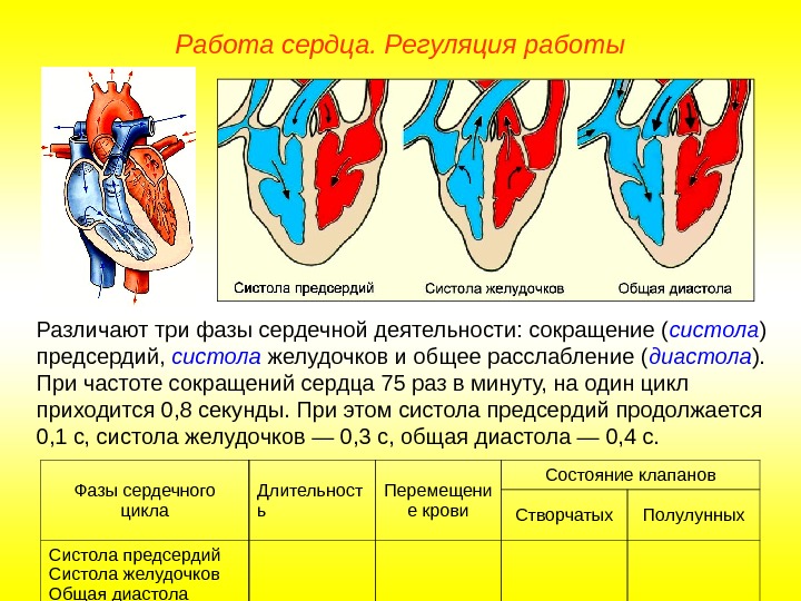   Работа сердца. Регуляция работы Фазы сердечного цикла Длительност ь Перемещени е крови