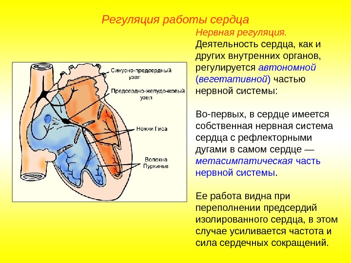  Регуляция работы сердца Нервная регуляция.  Деятельность сердца, как и других внутренних