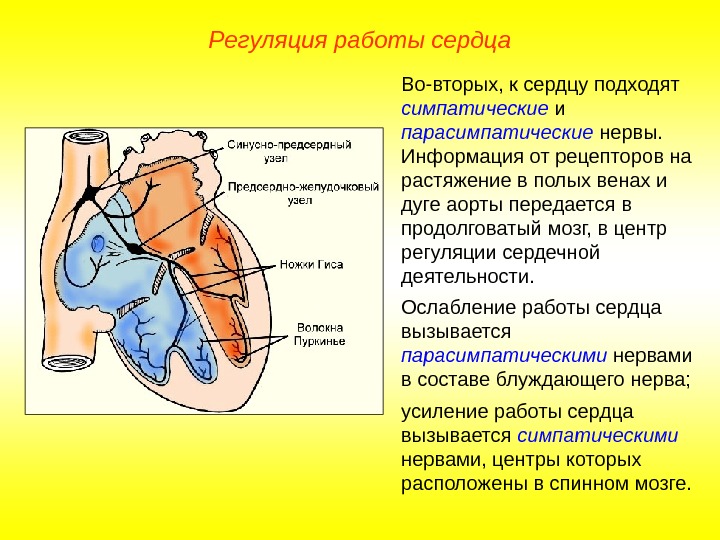   Регуляция работы сердца Во-вторых, к сердцу подходят симпатические и парасимпатические нервы. 