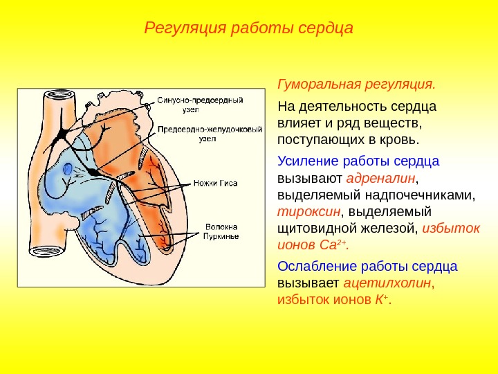   Регуляция работы сердца Гуморальная регуляция.  На деятельность сердца влияет и ряд