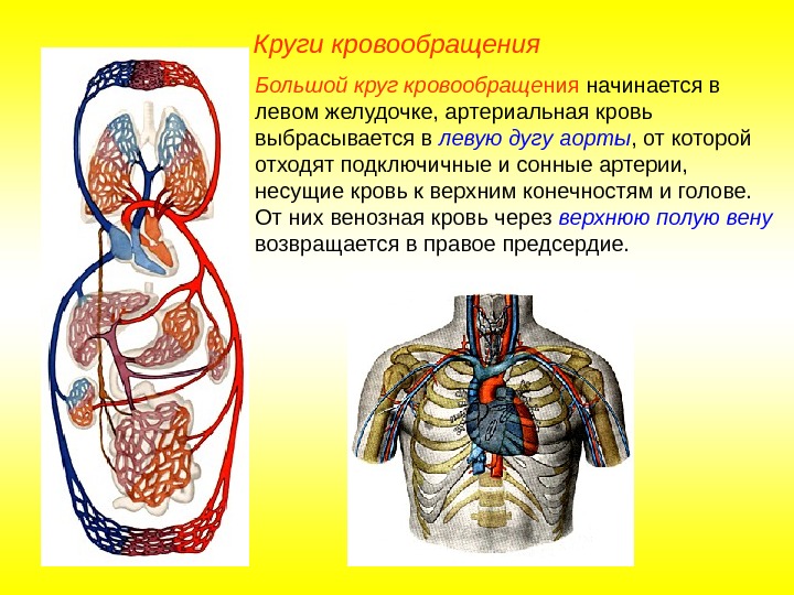   Круги кровообращения Большой круг кровообраще ния начинается в левом желудочке, артериальная кровь
