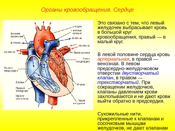   Органы кровообращения. Сердце Это связано с тем, что левый желудочек выбрасывает кровь