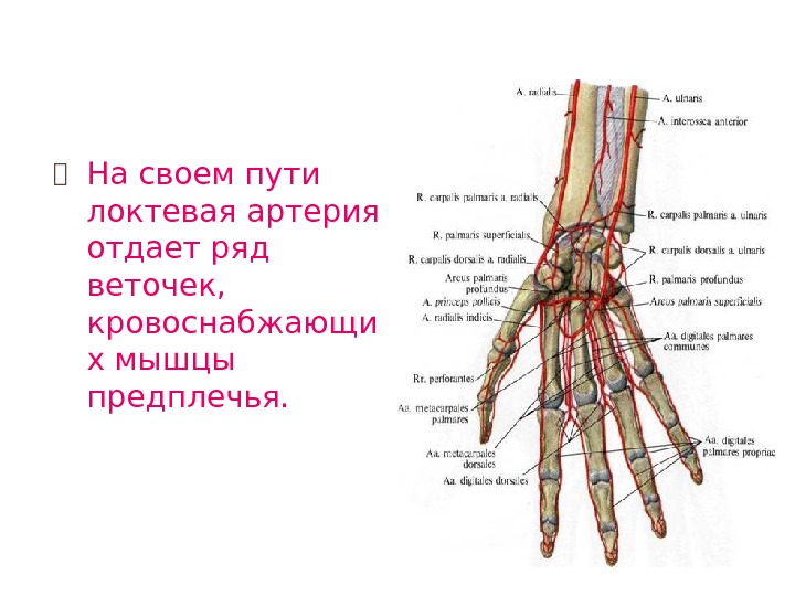 Артерии предплечья схема