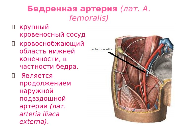 Бедренная артерия анатомия