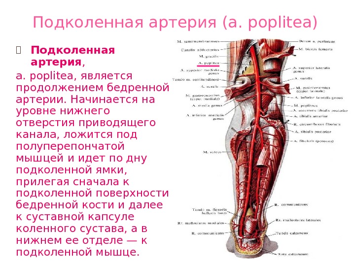 Артерия проходит. Подколенная артерия анатомия ветви. Конечные ветви подколенной артерии. Подколенная артерия топография. Артерии коленного сустава анатомия.