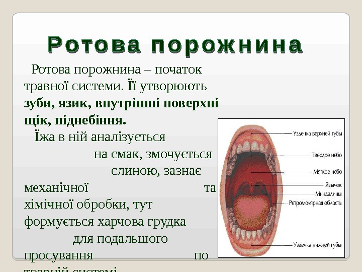   Ротова порожнина – початок травної системи. Її утворюють зуби, язик, внутрішні поверхні