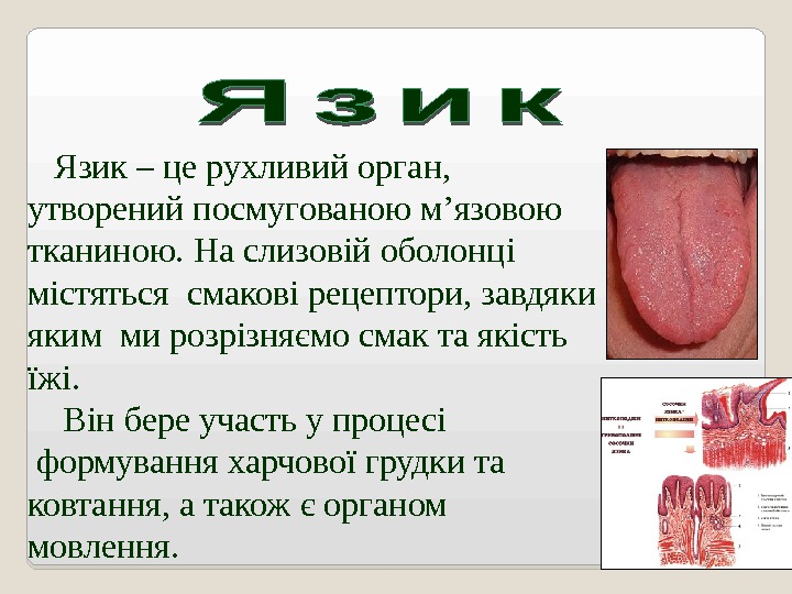   Язик – це рухливий орган,  утворений посмугованою м ’ язовою тканиною.