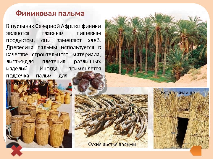 Финиковая пальма В пустынях Северной Африки финики являются главным пищевым продуктом,  они заменяют