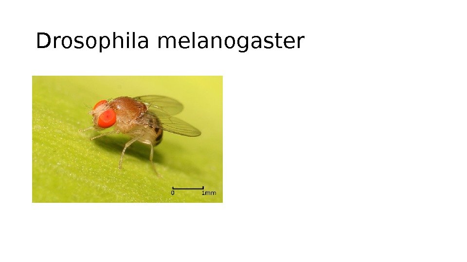 Drosophila melanogaster 