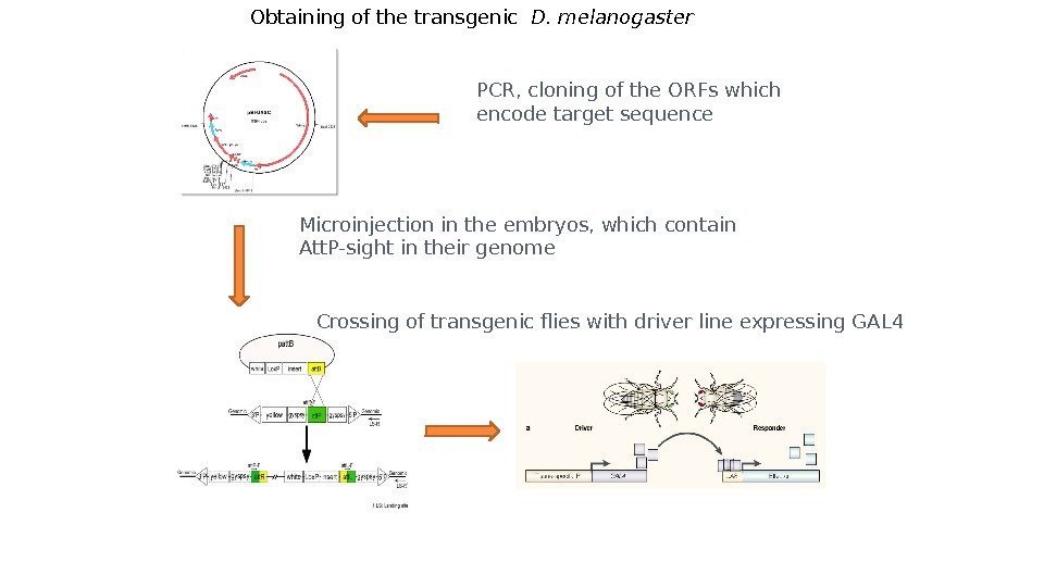 Obtaining of the transgenic  D. melanogaster PCR, cloning of the ORFs which encode