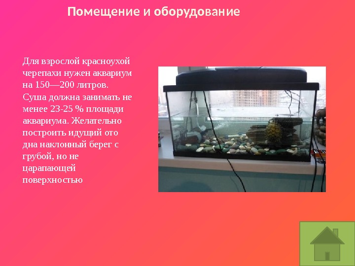 Для взрослой красноухой черепахи нужен аквариум на 150— 200 литров.  Суша должна занимать