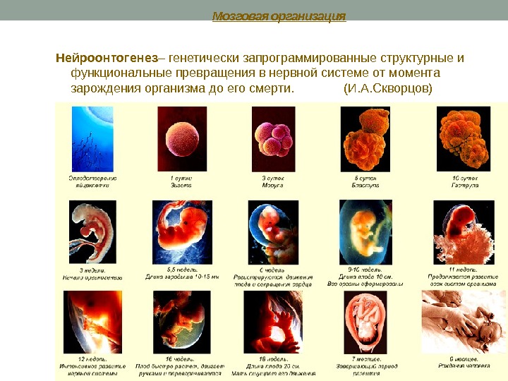 Мозговая организация Нейроонтогенез – генетически запрограммированные структурные и функциональные превращения в нервнои системе от