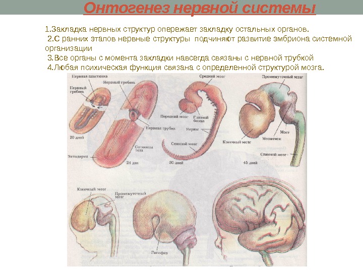 Онтогенез нервной системы 1. Закладка нервных структур опережает закладку остальных органов. 2. С ранних