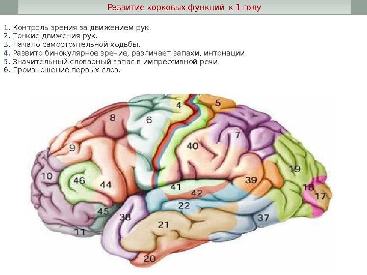 Развитие корковых функций к 1 году 1.  Контроль зрения за движением рук. 2.