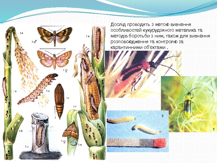 Дослід проводять з метою вивчення особливостей кукурудзяного метелика та методів боротьби з ним, також