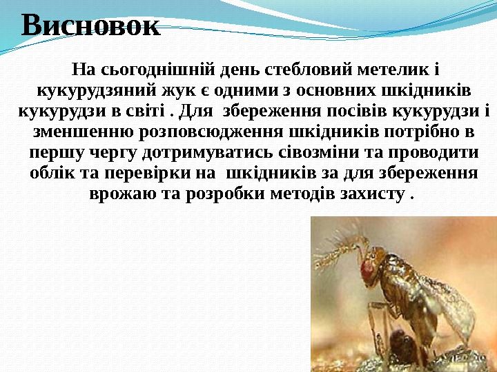 Висновок На сьогоднішній день стебловий метелик і кукурудзяний жук є одними з основних шкідників