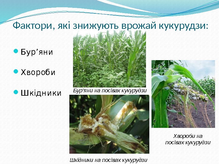 Фактори, які знижують врожай кукурудзи:  Бур’яни Хвороби Шкідники Бур’яни на посівах кукурудзи Хвороби