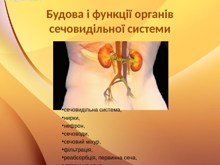 Будова і функції органів сечовидільної системи • сечовидільна система,  • нирки,  •