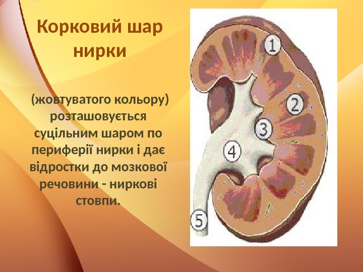 Корковий шар нирки  (жовтуватого кольору) розташовується суцільним шаром по периферії нирки і дає