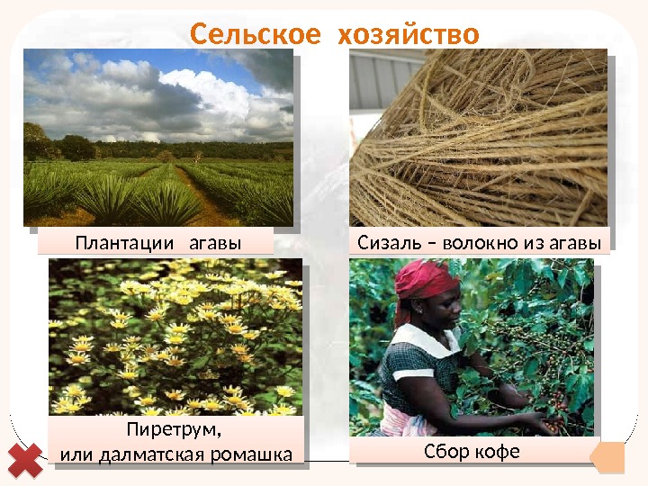  Сельское хозяйство  Плантации  агавы Сизаль – волокно из агавы Пиретрум, 