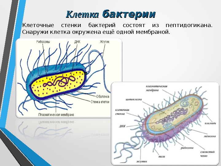 Клеточные стенки бактерий состоят из пептидогикана. Снаружи клетка окружена ещё одной мембраной. Клетка бактерии