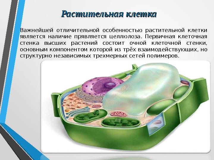 Растительная клетка Важнейшей отличительной особенностью растительной клетки является наличие прявляется целлюлоза.  Первичная клеточная