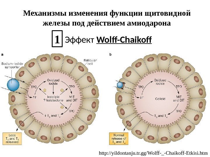 Механизмы изменения функции щитовидной железы под действием амиодарона Эффект Wolff-Chaikoff 1 http: //yildontanju. tr.