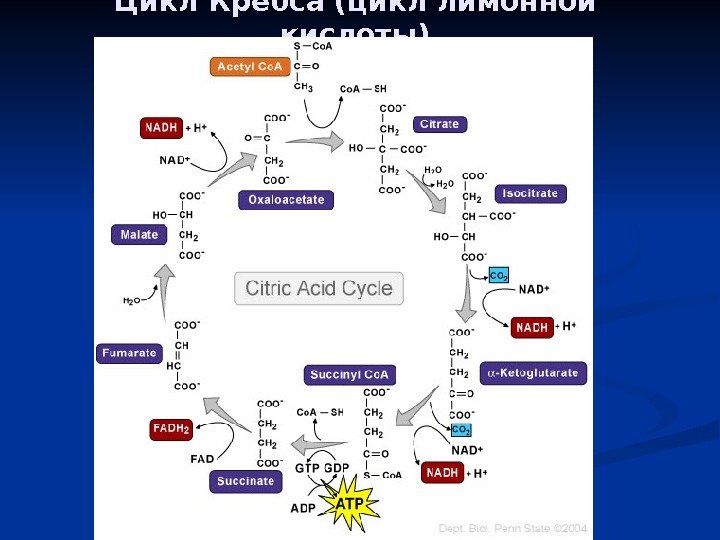 Цикл Кребса (цикл лимонной кислоты) 