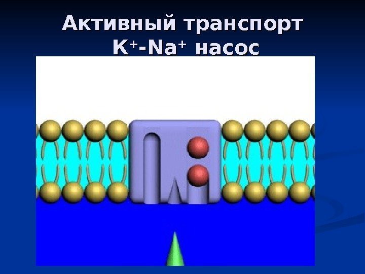 Активный транспорт К К ++ -Na-Na ++  насос 