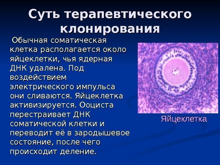 Суть терапевтического клонирования   Обычная соматическая клетка располагается около яйцеклетки, чья ядерная ДНК