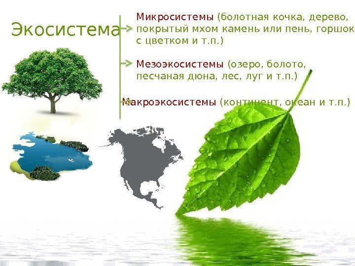 Экосистема  Микросистемы (болотная кочка, дерево,  покрытый мхом камень или пень, горшок с