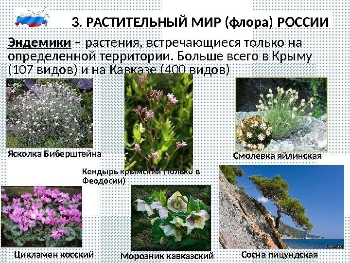 3. РАСТИТЕЛЬНЫЙ МИР (флора) РОССИИ Эндемики – растения, встречающиеся только на определенной территории. Больше