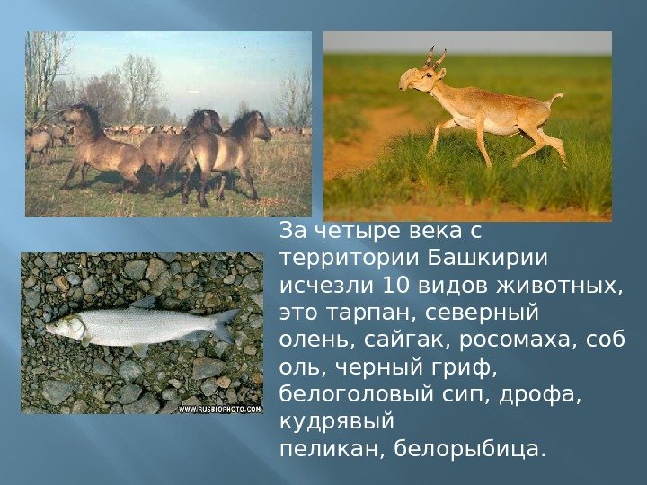 За четыре века с территории Башкирии исчезли 10 видов животных,  этотарпан, северный олень,