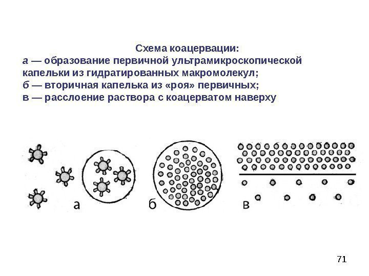 71 Схема коацервации: а — образование первичной ультрамикроскопической капельки из гидратированных макромолекул; б —
