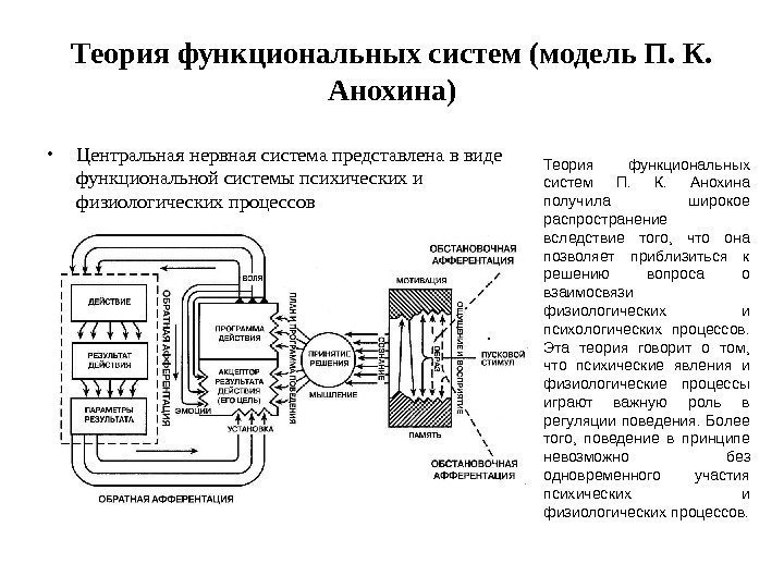 Теория функциональных систем (модель П. К.  Анохина) • Центральная нервная система представлена в