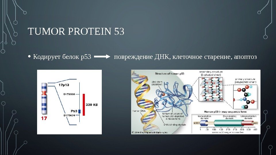 TUMOR PROTEIN 53 • Кодирует белок р53  повреждение ДНК, клеточное старение, апоптоз 