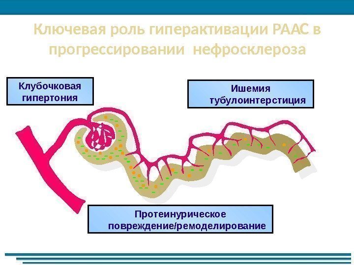 Ключевая роль гиперактивации РААС в прогрессировании нефросклероза Ишемия тубулоинтерстиция. Клубочковая гипертония Протеинурическое повреждение/ремоделирование 