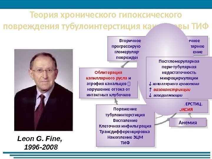 Теория хронического гипоксического повреждения тубулоинтерстиция как основы ТИФ Leon G. Fine,  1996 -2008