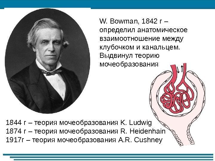 W. Bowman, 1842 г – определил анатомическое взаимоотношение между клубочком и канальцем.  Выдвинул