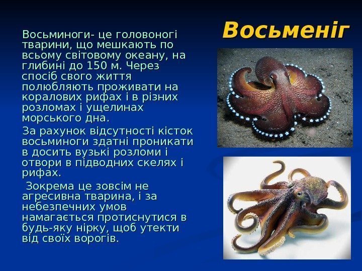   Восьменіг Восьминоги- це головоногі тварини, що мешкають по всьому світовому океану, на