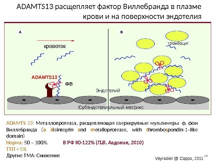 14 Veyradier @ Coppo, 2011 кровоток тромбоцит ADAMTS 13 ФВADAMTS 13 расщепляет фактор Виллебранда