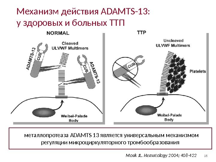 15 Механизм действия ADAMTS-13: у здоровых и больных ТТП Moak JL. Hematology 2004; 408