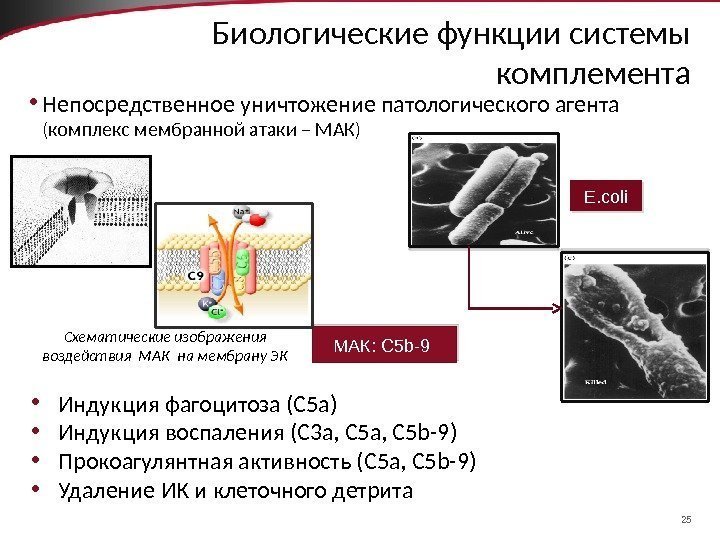 25 Биологические функции системы комплемента • Непосредственное уничтожение патологического агента (комплекс мембранной атаки –